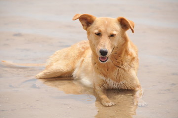 Labrador Retriever in the sea in Egypt