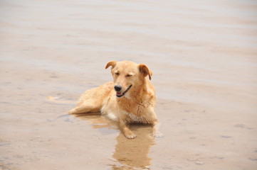 Labrador Retriever in the sea in Egypt