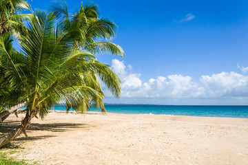 Obraz na płótnie Canvas Palm beach