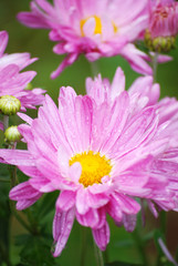 Obraz premium Pink astra