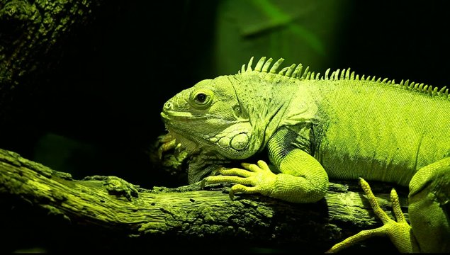 Green iguana on black background