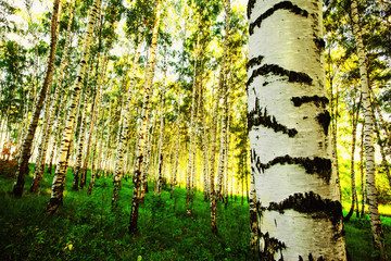 forest birch