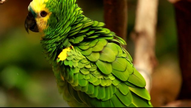 Green parrot in blured background