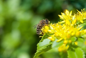 Westliche Honigbiene (Apis mellifera) auf Sibirische Fetthenne (Sedum hybridum L.; Syn.: Phedimus...