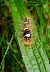 caterpillar frontal closeup