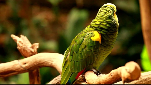 Green parrot in blured background
