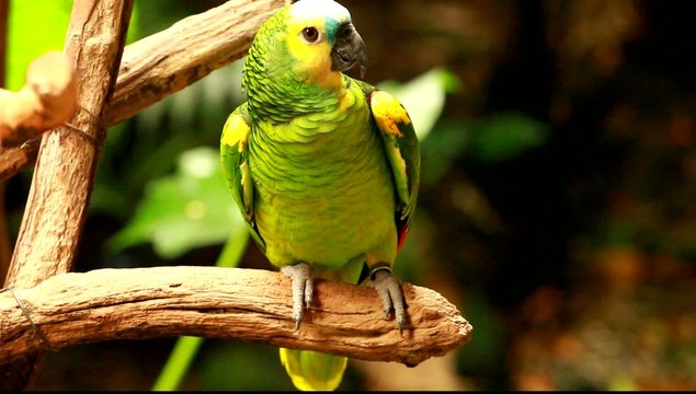 Green parrot in blured background