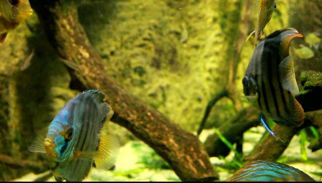 Symphysodon discus in an aquarium on a green background