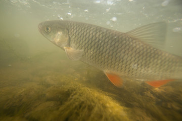 Underwater photo of freshwater chub