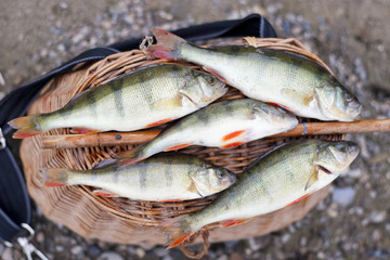 Nice freswater perches caught on a bait.