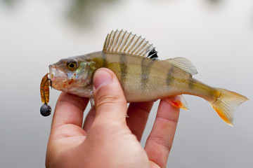 Small perch caught on spinning lure.