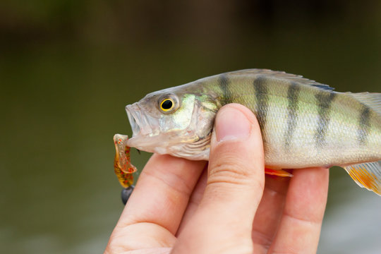 small perch caught on a soft spinning lure