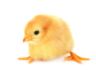 Obraz premium beautiful little chicken isolated on the white