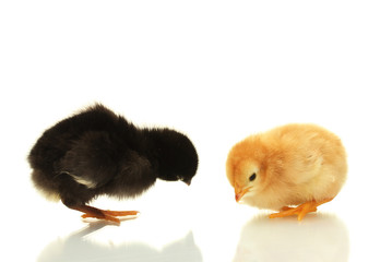 black and yellow little chickens isolated on the white