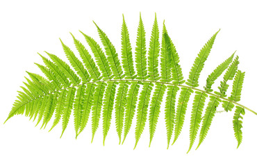Fern on white background close-up