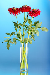 Obraz premium Beautiful red dahlias in vase on blue background