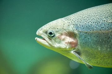 Rainbow trout or Salmon trout (Oncorhynchus mykiss) close-up