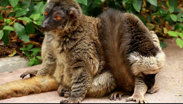 Cute Red-bellied Lemur on blured background