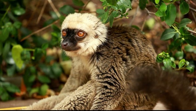 Cute Red-bellied Lemur on blured background