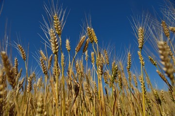 Obraz premium wheat field with blue sky in background