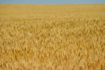 wheat field with blue sky in background