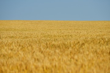 wheat field with blue sky in background