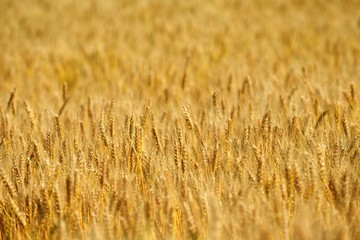 wheat field with blue sky in background