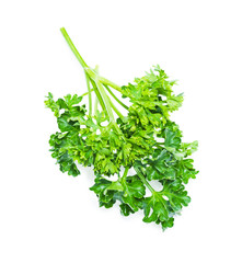 Parsley bush Isolated on white background