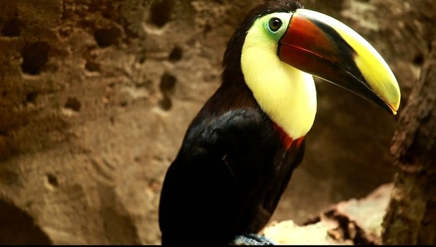 Head close-up of a Toucan