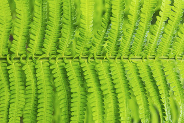 Fern leaves