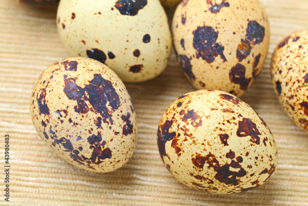 Canvas Prints quail eggs