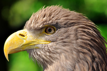 sea eagle