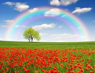 rainbow above the spring landscape with red poppy