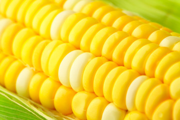 corn cob with green leaves