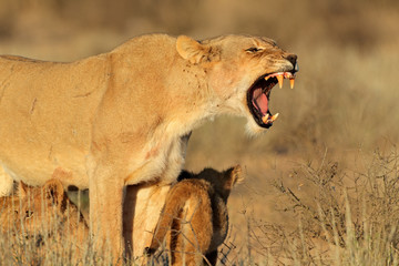 Fototapeta premium Aggressive lioness defending her young cubs