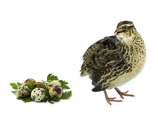 Gray strain with eggs isolated on white background