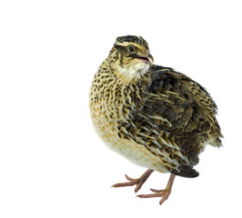 Grey quail isolated on white background
