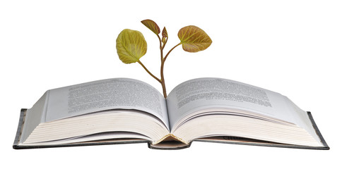 tree growing from open book