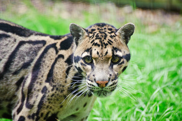Clouded leopard Neofelis Nebulova big cat portrait