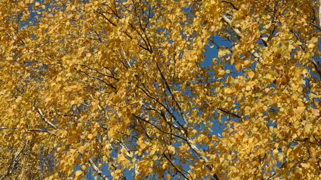 golden autumn birch tree foliage background