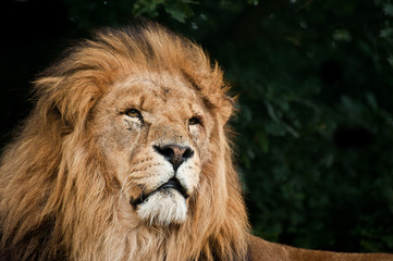 Obraz na płótnie Canvas Portret Króla Lwa Leona Jungle Panthera wielkiego kota