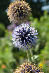 Eryngium planum