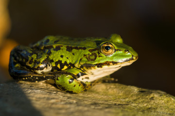 The green frog