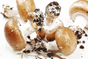 Frische Zucht-Champignons