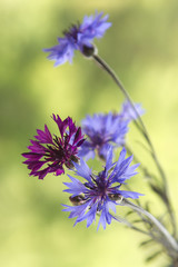 Cornflowers
