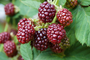 Unripe blackberries