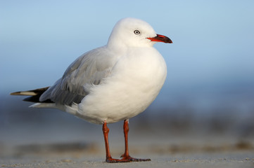 Naklejka premium Red-billed Gull (Larus novaehollandiae) standing on beach.
