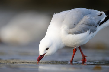 Red-billed Gull (Larus novaehollandiae) foraging on beach.
