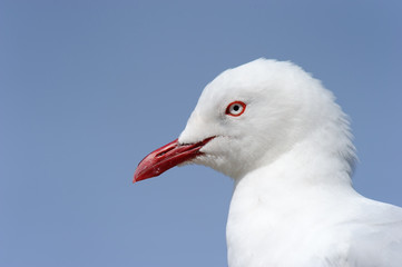 Red-billed Gull (Larus novaehollandiae) portrait.
