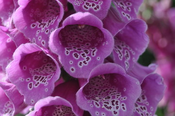 Digitalis purpurea © alberttgncat